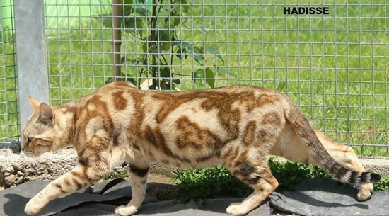chatte bengal marble